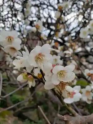 東長谷寺　薬王院(東京都)