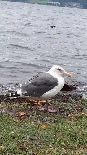 神社（洞爺湖中の島）の動物