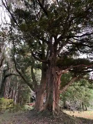 大宮神社の自然