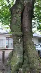 安達太良神社の自然