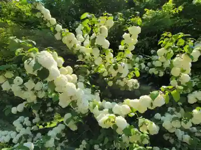 粟鹿神社の自然