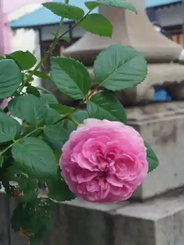 諏訪神社(神奈川県)