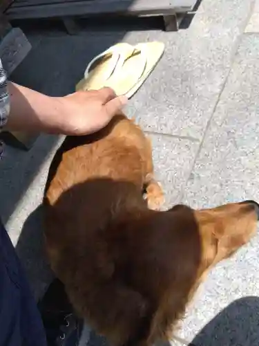 杉杜白髭神社の動物