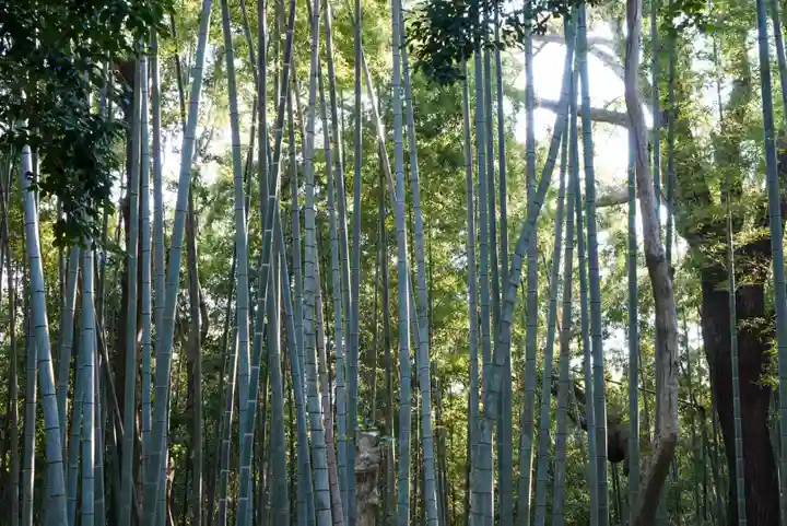 石清水八幡宮の自然