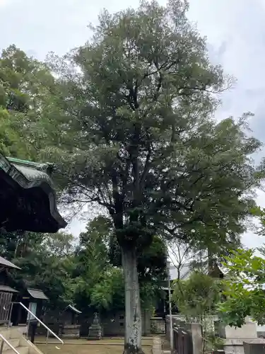 熊野神社の自然