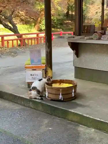 間々田八幡宮の動物
