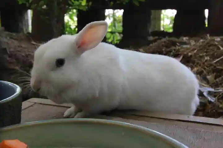 太子堂八幡神社の動物