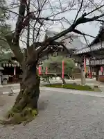 聖護院門跡の自然