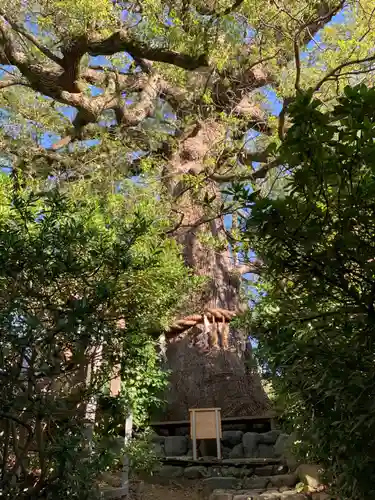 新熊野神社の自然