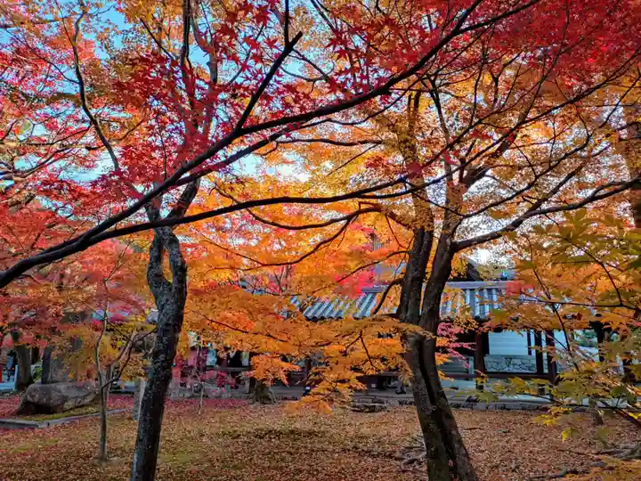 東福禅寺(東福寺)の自然