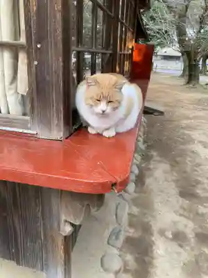 雀神社の動物