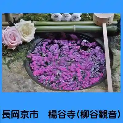 柳谷観音　楊谷寺(京都府)