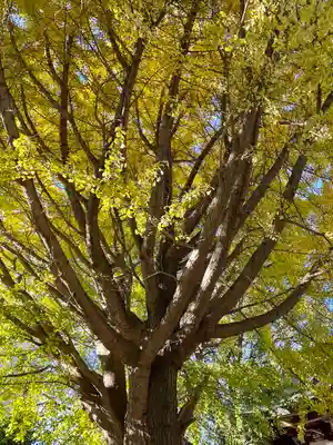 小金八坂神社(千葉県)