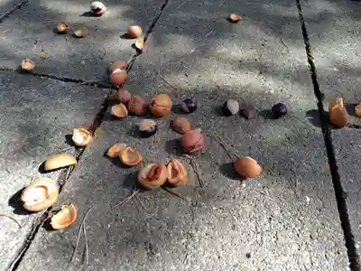 妹背牛神社の自然