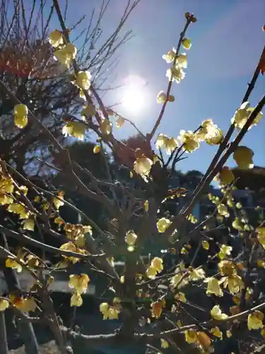 地蔵院の庭園