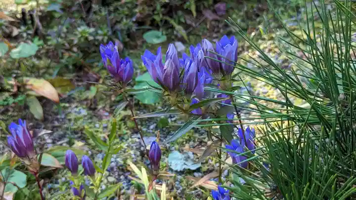 神藏寺(京都府)