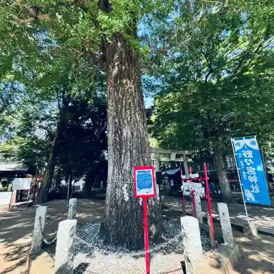 野々宮神社(埼玉県)