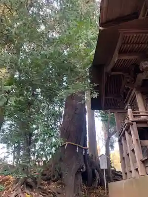 大宮神社の自然