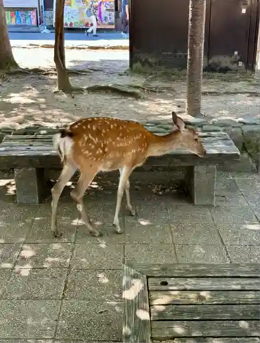 大聖院弥山本堂(広島県)