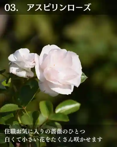 宝光寺(北海道)