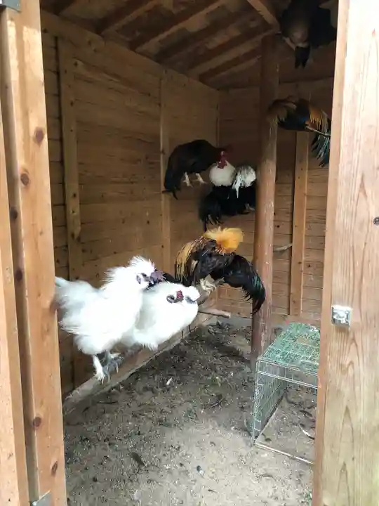 石上神宮の動物