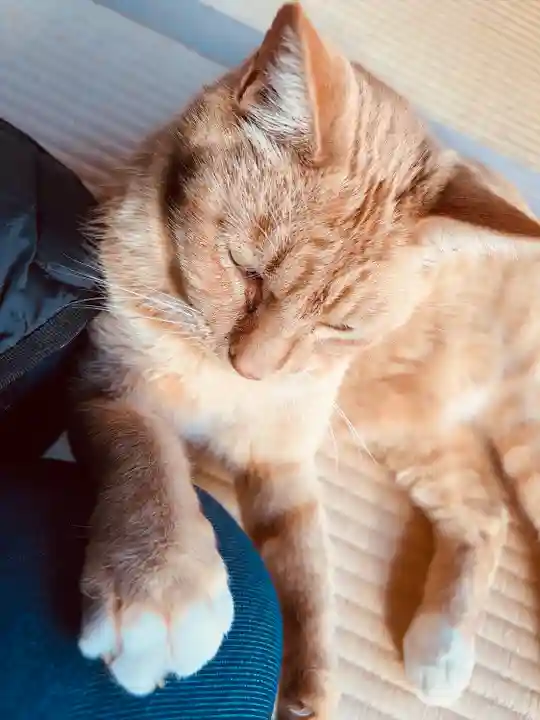 祥龍山 金剛寺(神奈川県)