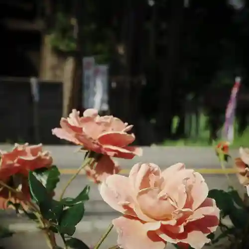 高司神社〜むすびの神の鎮まる社〜の自然
