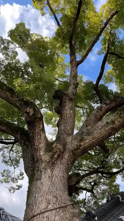 阿保神社の自然