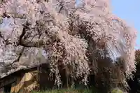 貝山薬師堂の自然