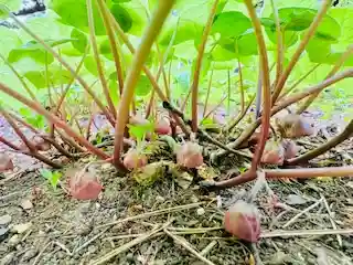 土津神社｜こどもと出世の神さま(福島県)