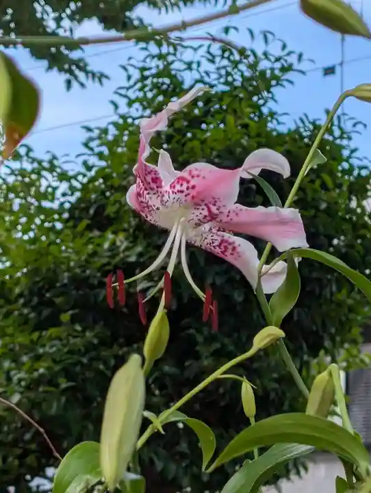 白幡八幡神社(神奈川県)