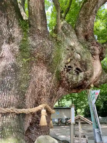 大麻比古神社の自然
