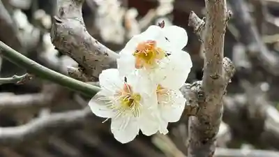 長泉院(埼玉県)