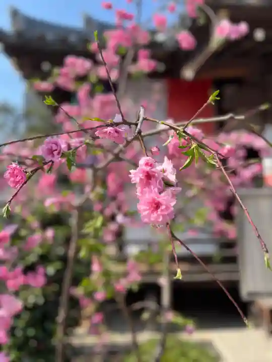 宝勝山 南藏院 蓮光寺(東京都)