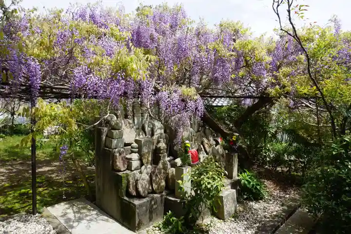 子安地蔵寺の自然