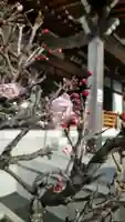 来迎寺(西御門)の自然
