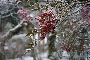 元三大師安楽寺の自然(2022年01月09日(日) 12時58分29秒投稿)