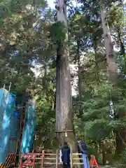 箱根神社の自然