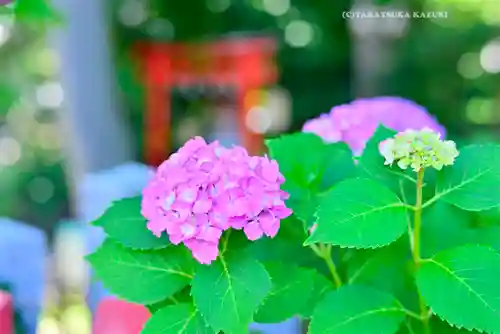 川越八幡宮(埼玉県)