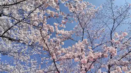 平野神社の自然