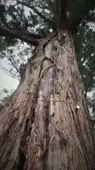 生岡神社の自然