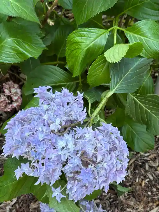 市杵島神社(高萩八幡宮境内社)(茨城県)