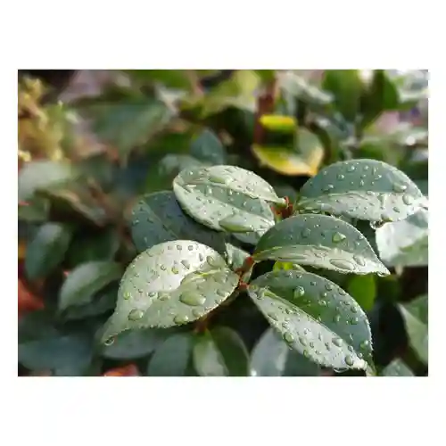 岐阜稲荷山本社の自然