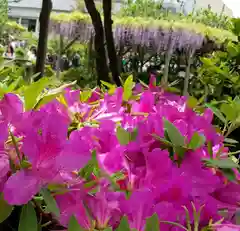 亀戸天神社の自然