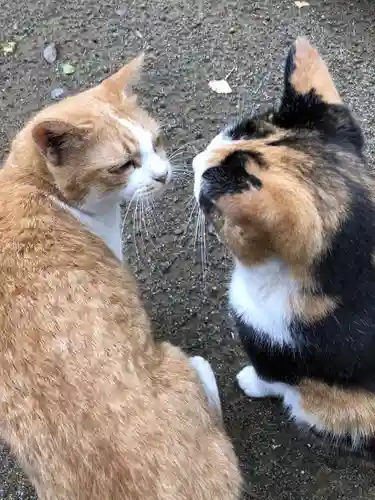 麻賀多神社の動物