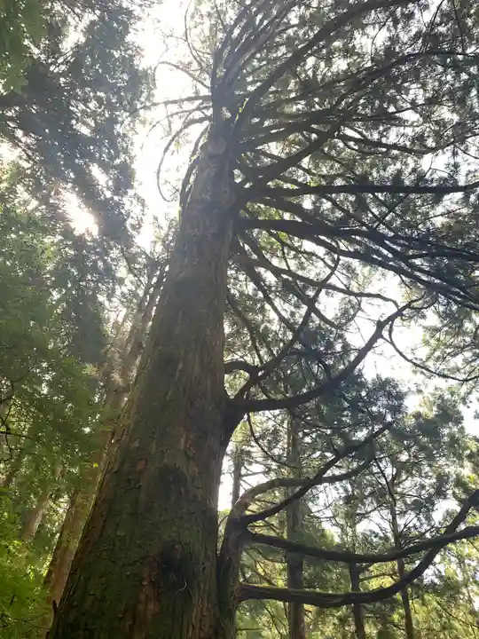 玉置神社の自然