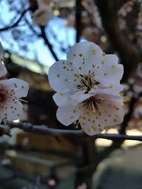 諏訪神社(東京都)