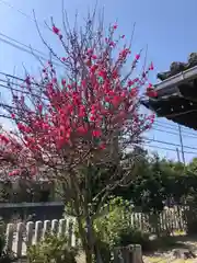 總社 和田八幡宮(福井県)