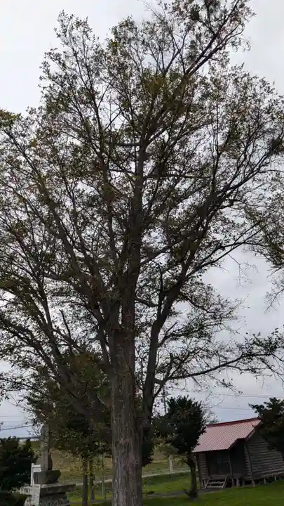 山形神社の自然