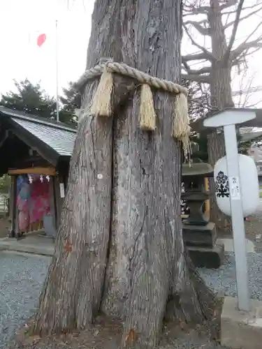 札幌諏訪神社の自然